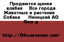 Продаются щенки алабая  - Все города Животные и растения » Собаки   . Ненецкий АО,Ома д.